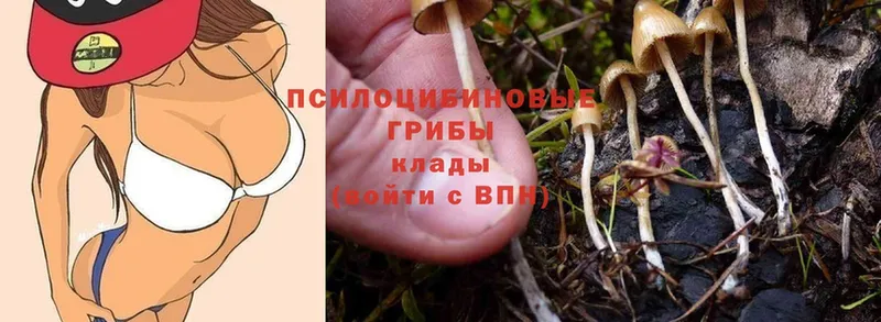 Псилоцибиновые грибы MAGIC MUSHROOMS  Качканар 